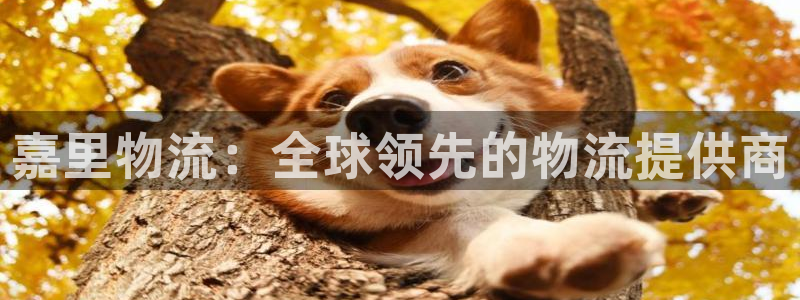 28圈app注册地址：嘉里物流：全球